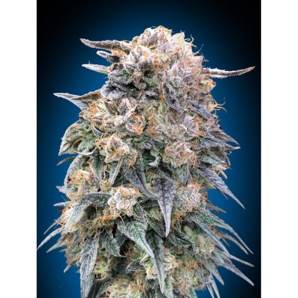 00 Kush FAST Feminised Seeds