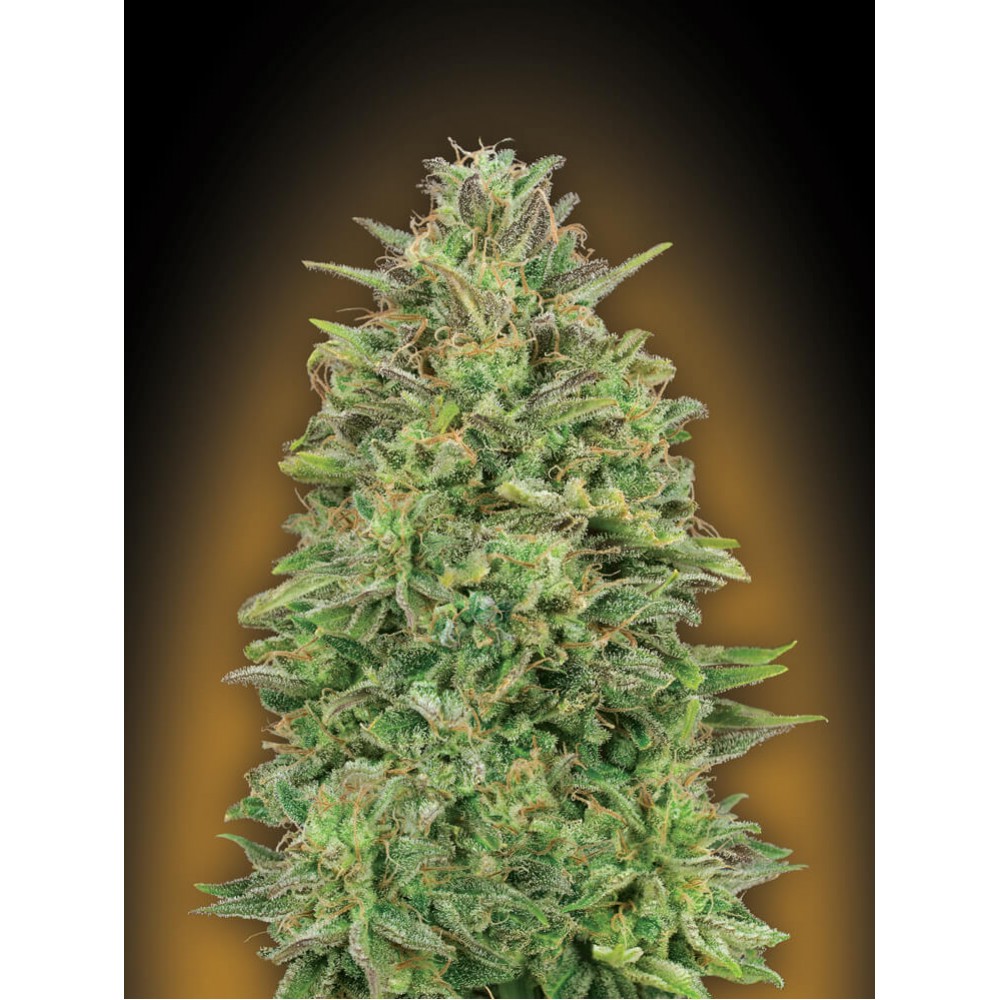 00S-00SK-FEM-1000x1000-0.jpg