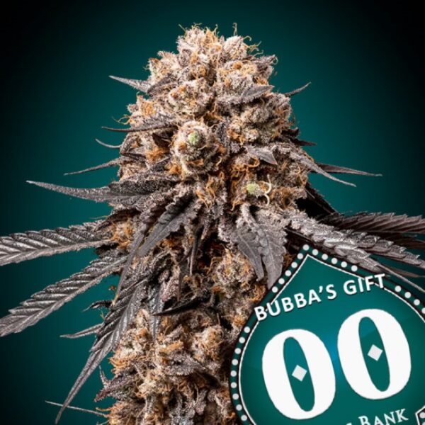 Bubba's Gift Feminised Seeds