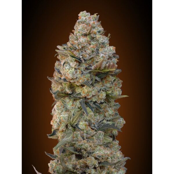 Chocolate Skunk Feminised Seeds