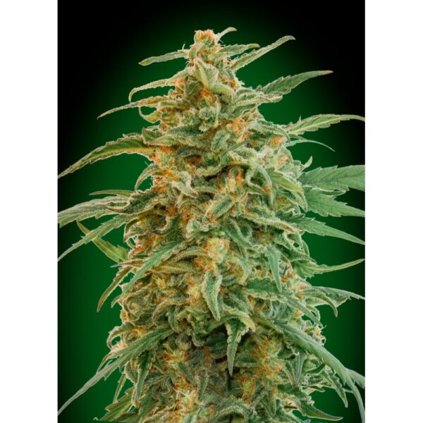 Gorilla Auto Feminised Seeds