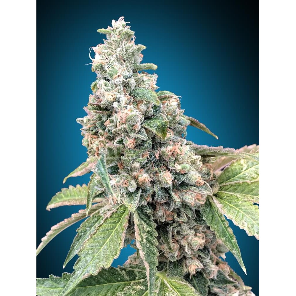 00S-HARL-CBD-FEM-1000x1000-0.jpg