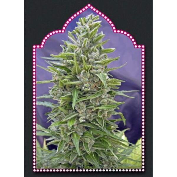 Automatik Mix Auto Feminised Seeds