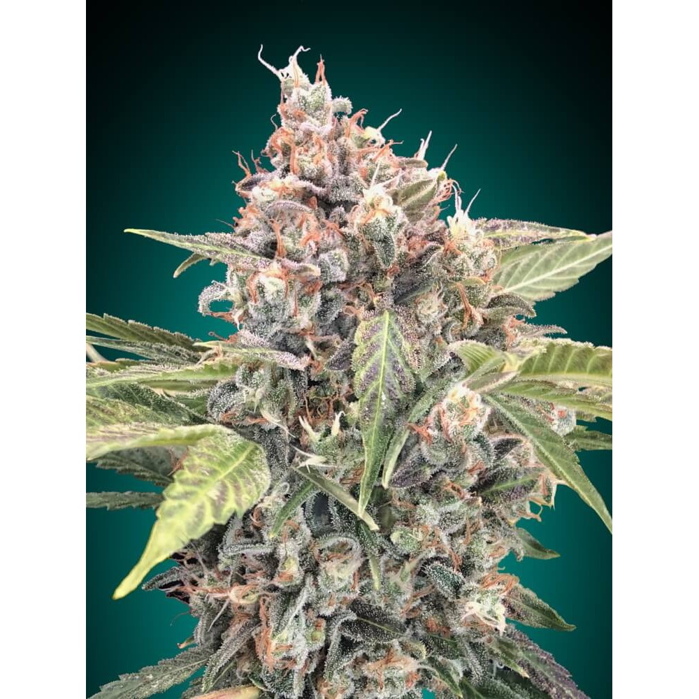 00S-NL-CBD-FEM-1000x1000-0.jpg