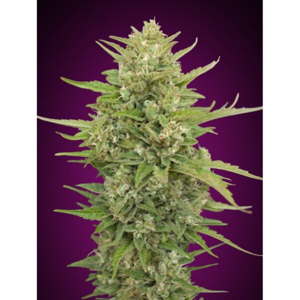 Super Skunk Auto Feminised Seeds