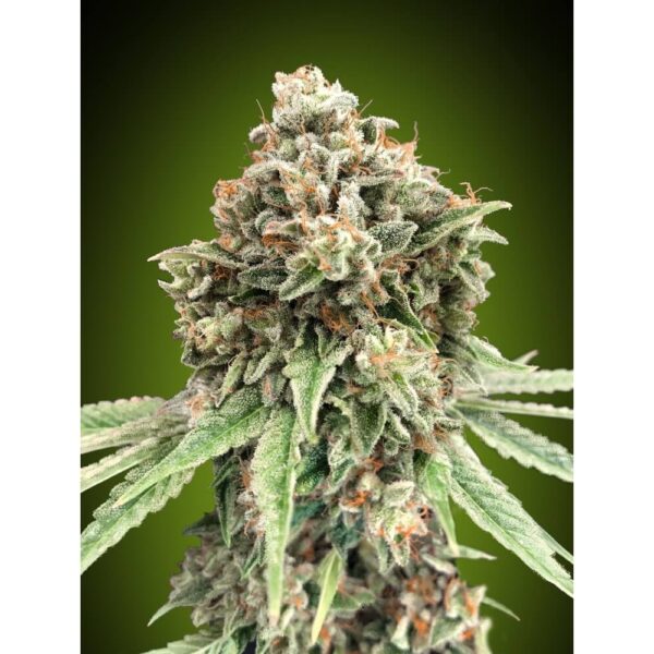 Sweet Critical FAST Feminised Seeds