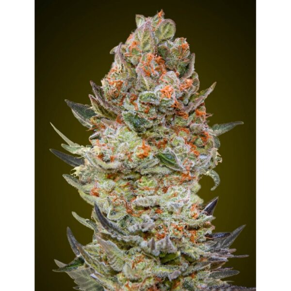 Sweet Critical CBD Feminised Seeds