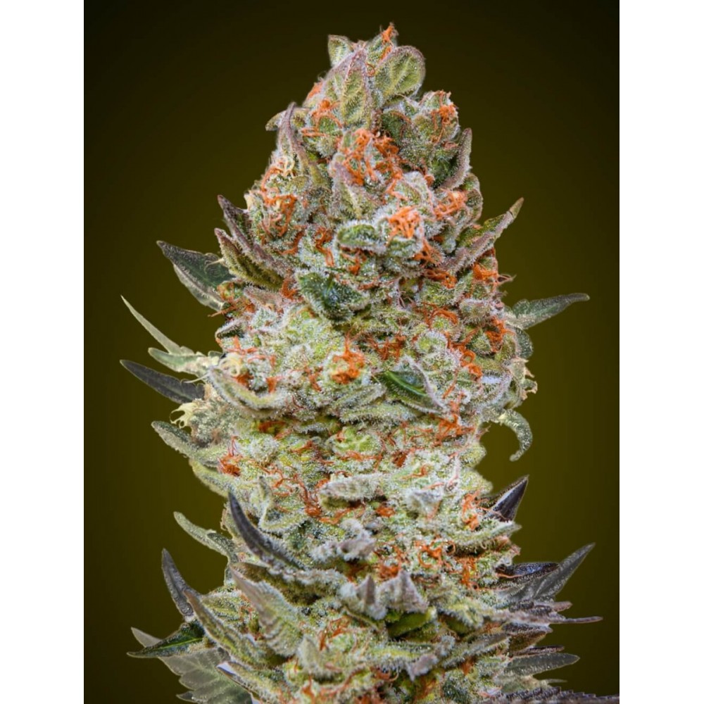 00S-SWCRIT-CBD-FEM-1000x1000-0.jpg