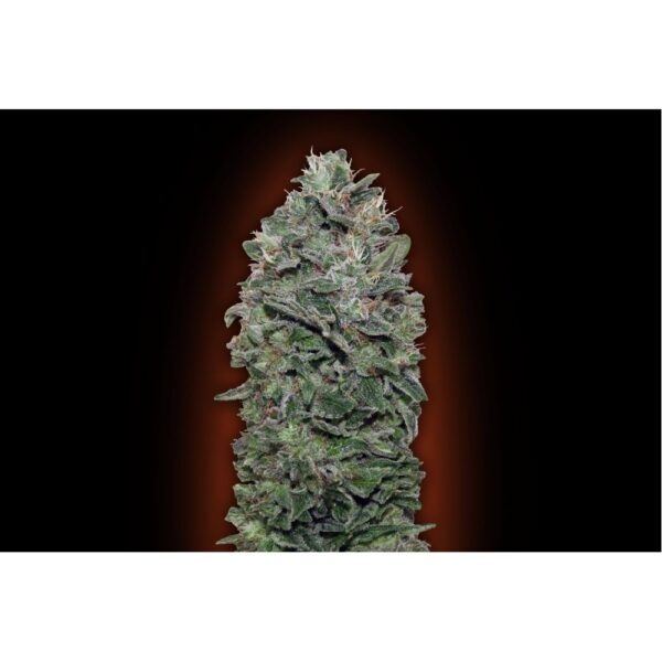 Sweet Soma Feminised Seeds