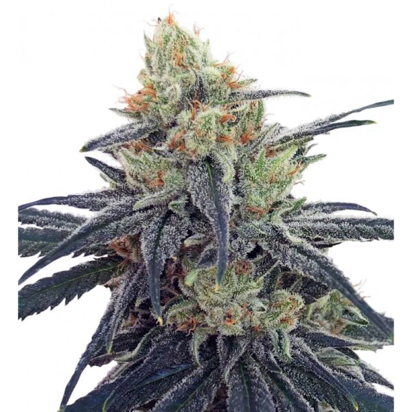 CBD #1 Feminised Seeds