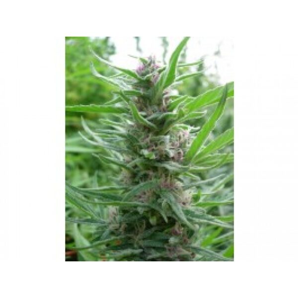 Panama Feminised Seeds