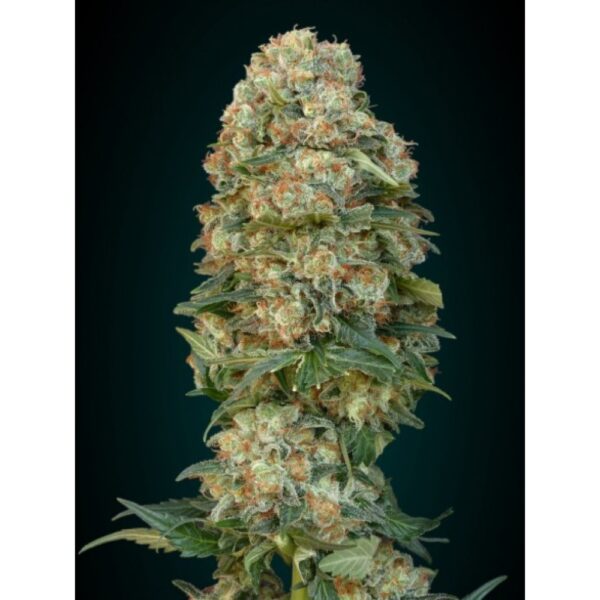 Afghan Skunk Feminised Seeds