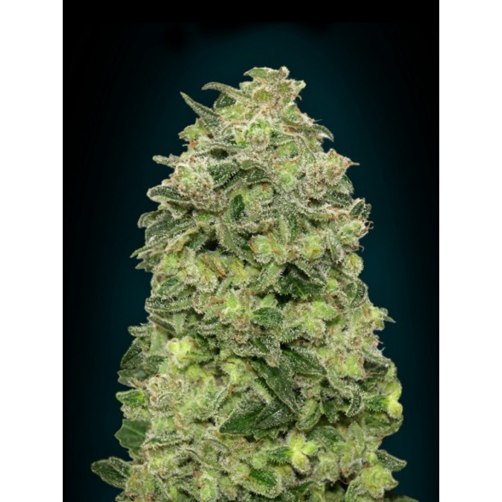 ADV-AFSK-AUTO-FEM-1000x1000-0.jpg