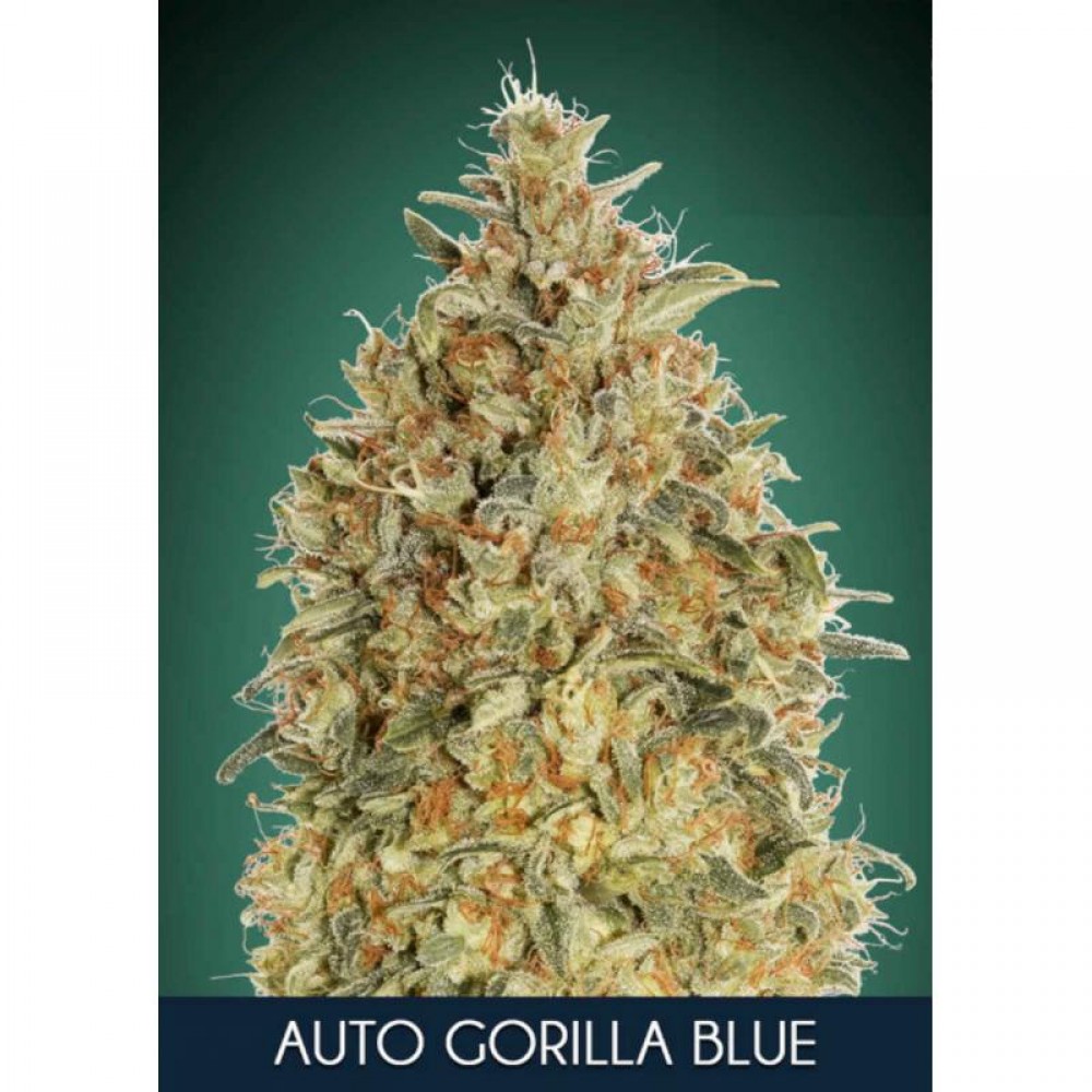 ADV-GB-AUTO-FEM-1000x1000-0.jpg
