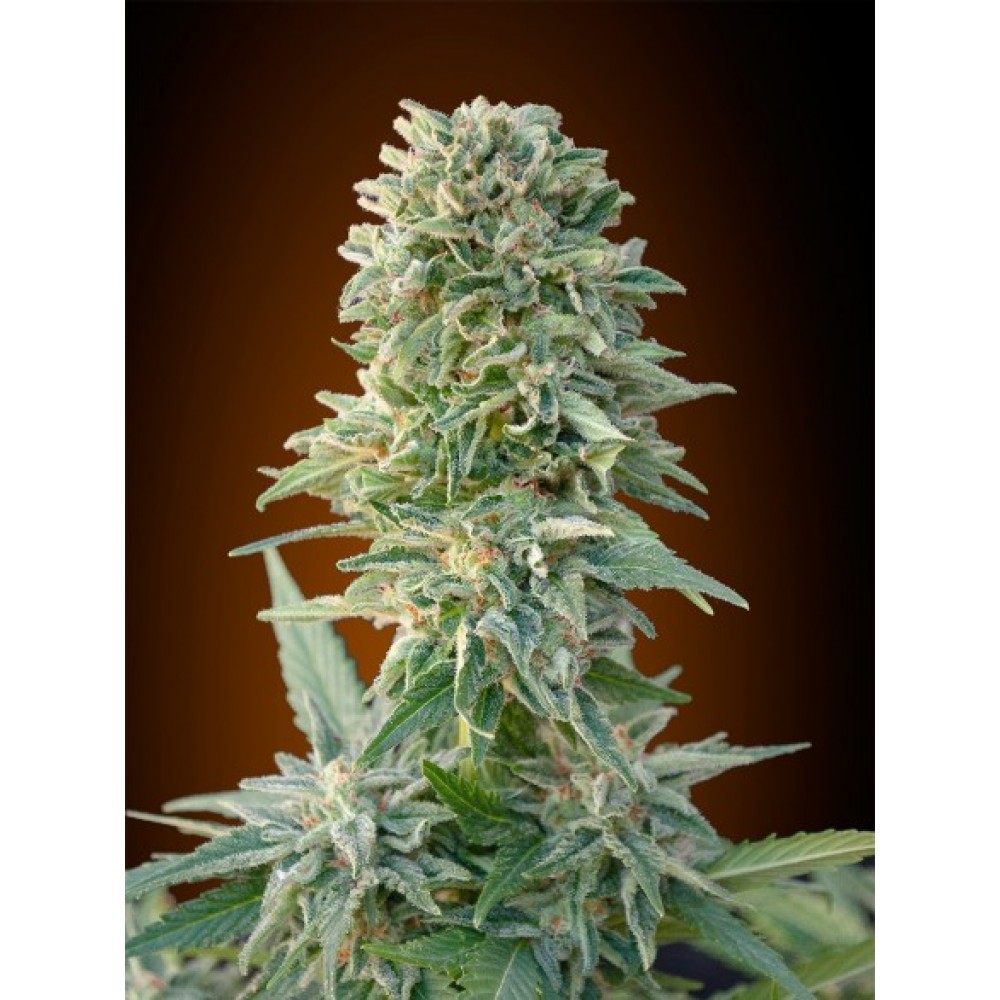ADV-JCKHR-AUTO-FEM-1000x1000-0.jpg