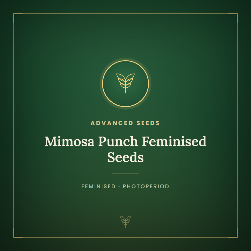 ADV-MIMP-FEM-1000x1000-0.png