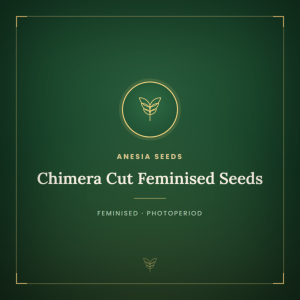 Chimera Cut Feminised Seeds