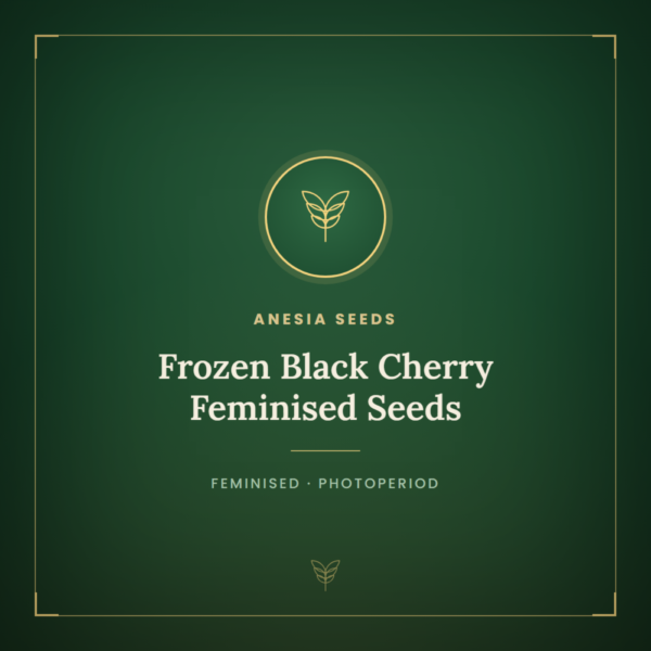 Frozen Black Cherry Feminised Seeds