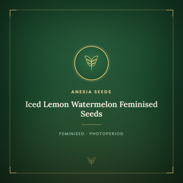 Iced Lemon Watermelon Feminised Seeds