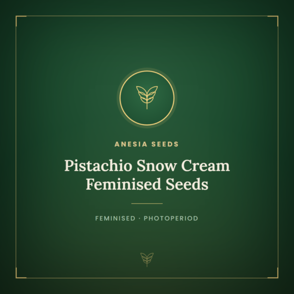Pistachio Snow Cream Feminised Seeds