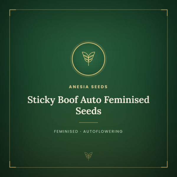 Sticky Boof Auto Feminised Seeds