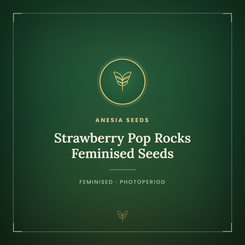 ANES-STPR-FEM-1000x1000-0.png