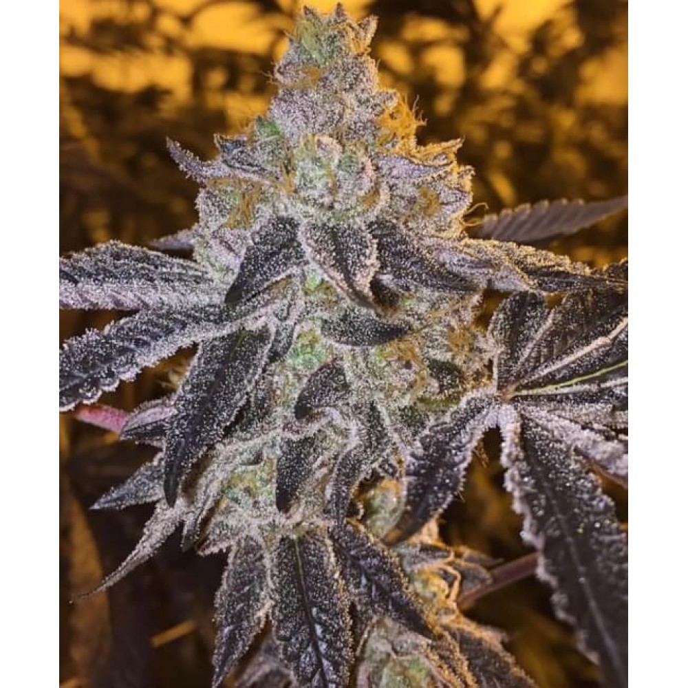 ATL-GG-FAST-FEM-1000x1000-0.jpg