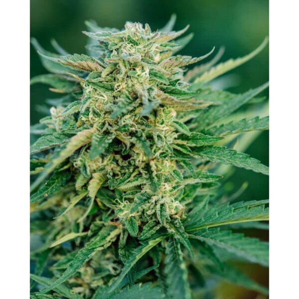 Grease Gun Auto Feminised Seeds