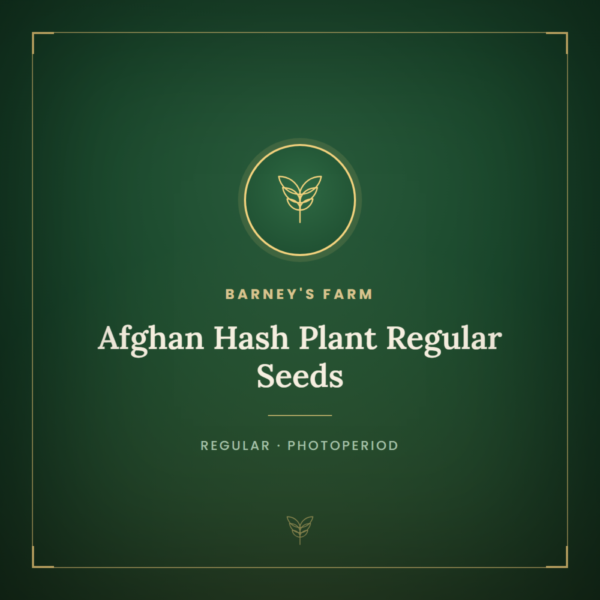 Afghan Hash Plant Regular Seeds