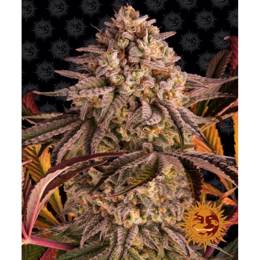 BFS-BLUSUNSHERB-FEM-1000x1000-0.jpg