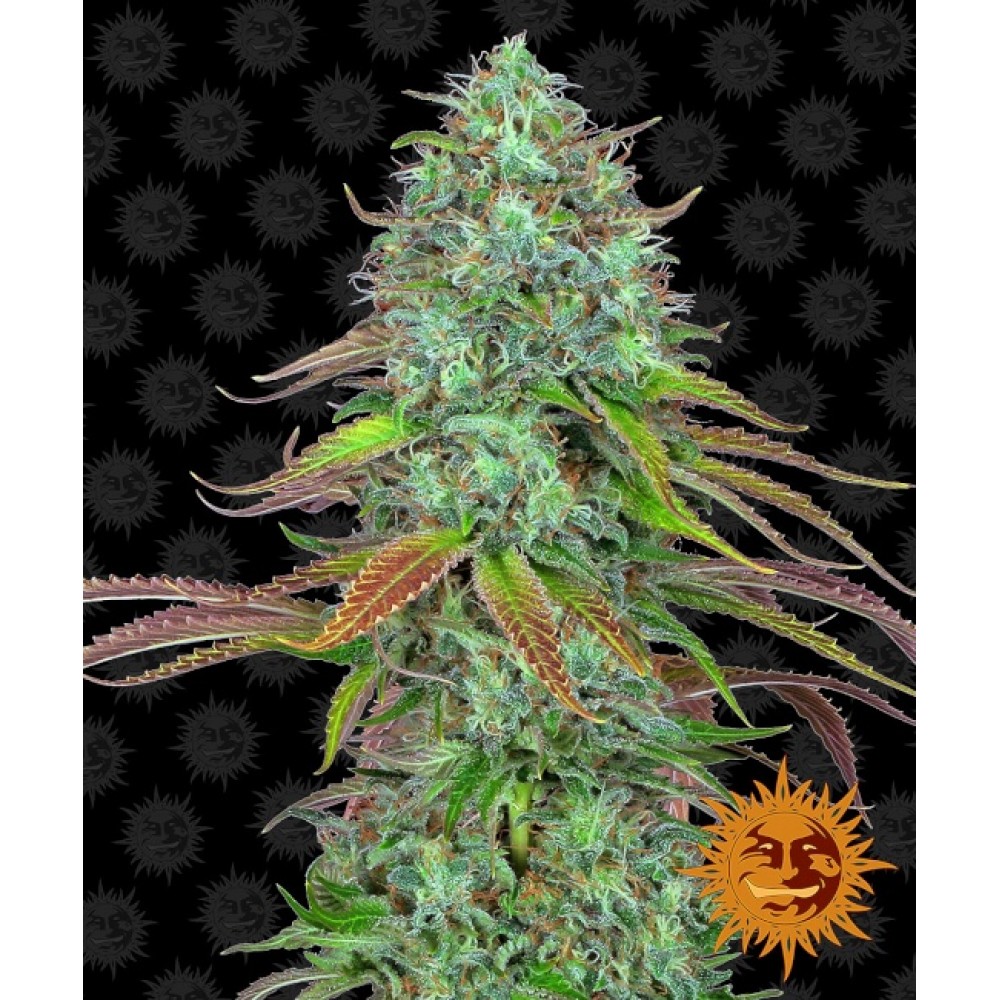 BFS-LSD-AUTO-FEM-1000x1000-0.jpg