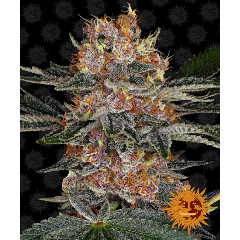 BFS-PURPUNCH-AUTO-FEM-1000x1000-0.jpg
