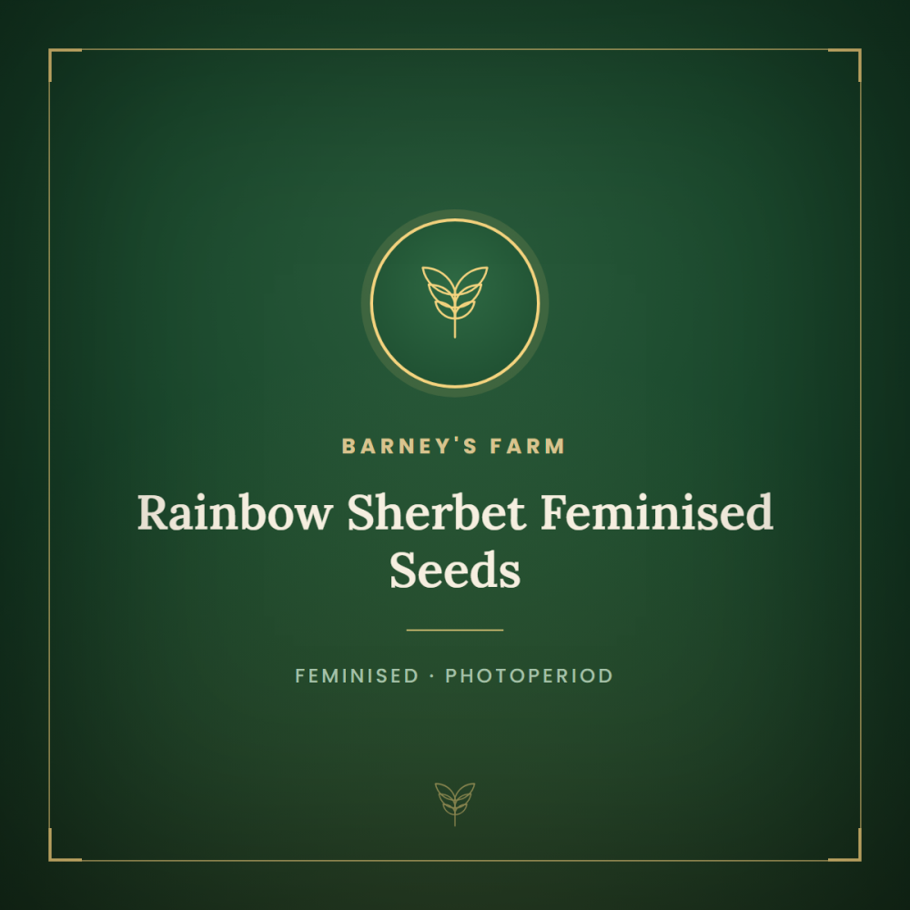 BFS-RASH-FEM-1000x1000-0.png