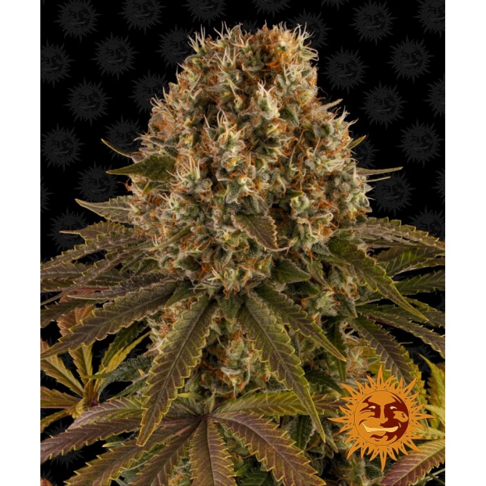 BFS-STRLEM-FEM-1000x1000-0.jpg