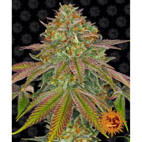 Wedding Cake Feminised Seeds