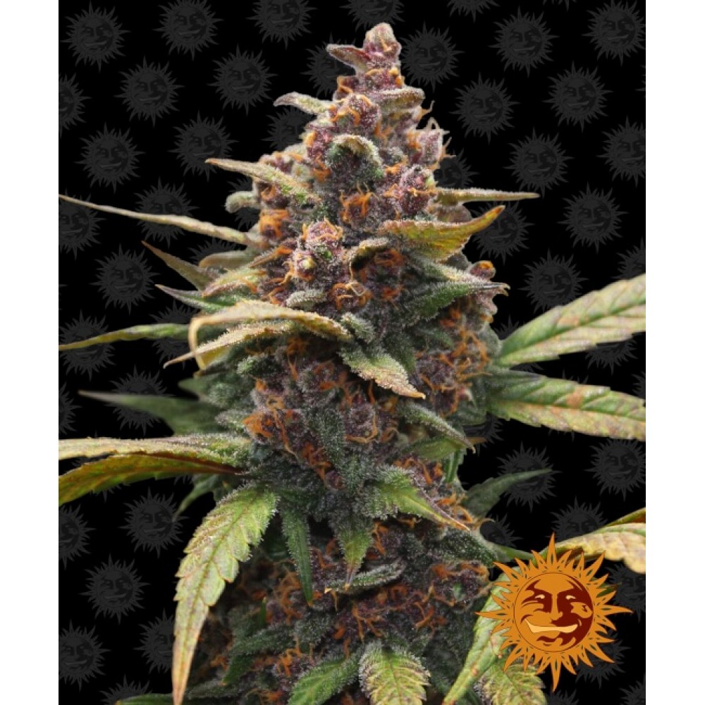 BFSAP-1000x1000-0.jpg