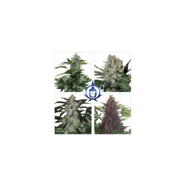 Assorted Mix Auto Feminised Seeds