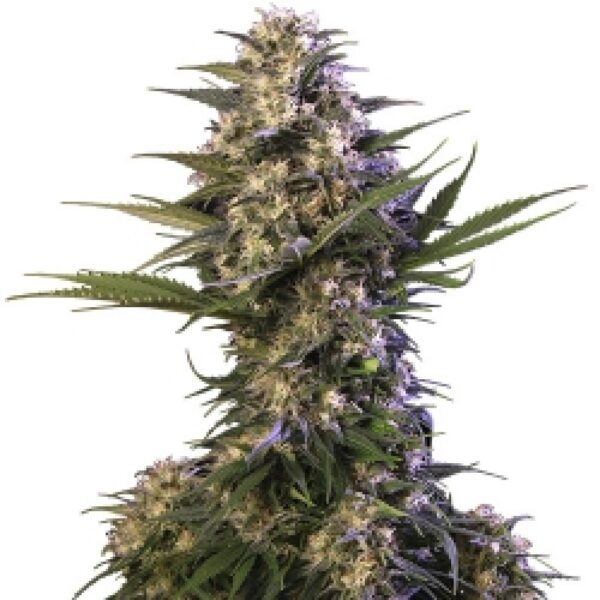 Kraken Feminised Seeds