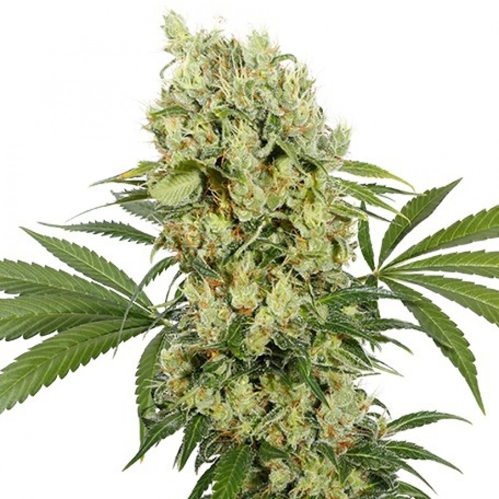 BS-MK-Fem-1000x1000-0.jpg