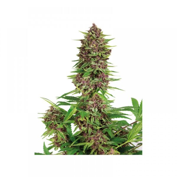 Purple Kush Feminised Seeds