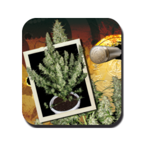 Magnum Auto Feminised Seeds