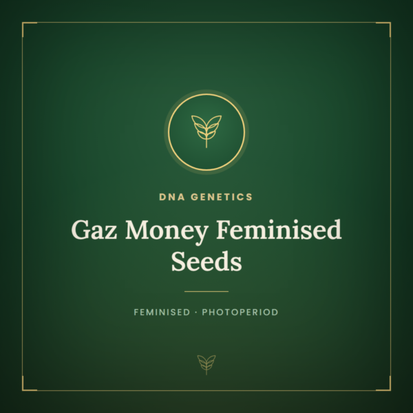 Gaz Money Feminised Seeds