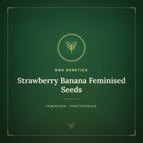 Strawberry Banana Feminised Seeds