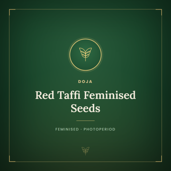 Red Taffi Feminised Seeds