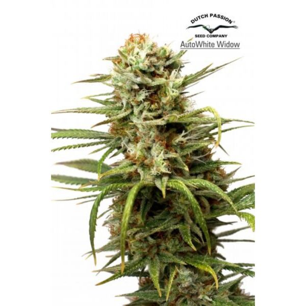 White Widow Auto Feminised Seeds