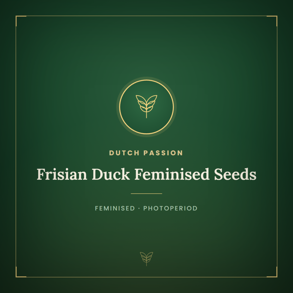 DP-FDCK-FEM-1000x1000-0.png