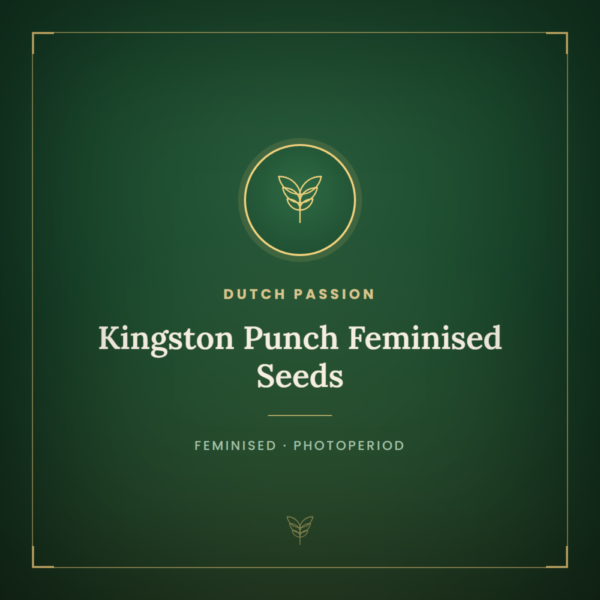 Kingston Punch Feminised Seeds