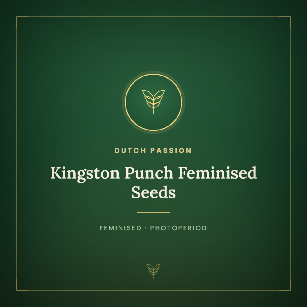 DP-KIPU-FEM-1000x1000-0.png