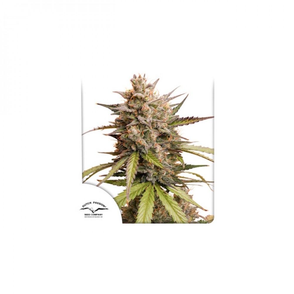 DP-MELR-AUTO-FEM-1000x1000-0.jpg