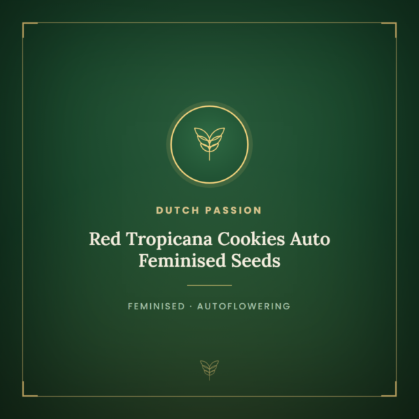Red Tropicana Cookies Auto Feminised Seeds
